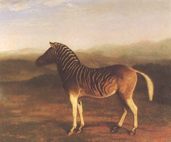 Male Quagga from Africa jacques-laurent agasse art history realism animal african landscape