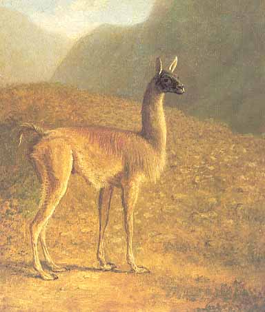 the Guanaco by Jacques-Laurent Agasse guanaco in the landscape