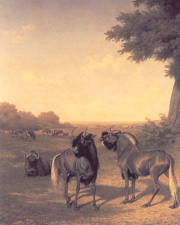 White Tailed Gnu jacques-laurent agasse art history realism animal 19th century