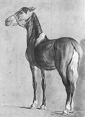  A Small Horse jacques-laurent agasse art history realism animal