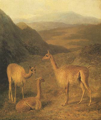 The Vicuna jacques-laurent agasse art history realism animal mountians