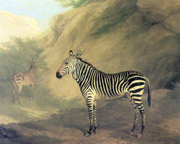 Zebra by jacques-laurent agasse art history realism oil on canvas animal