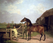 bay ascham stallion - Agasse