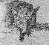 Fox Seen Head on - Agasse