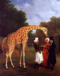 the nubian giraffe - Agasse