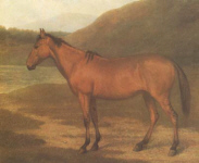 Hybrid Foal
